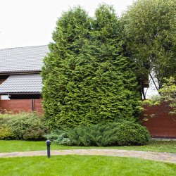 Хвойные деревья в ландшафтном дизайне фото